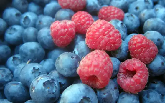 плод, личинки, ягода, черника, фото, ar ndano, frutto, bosco
