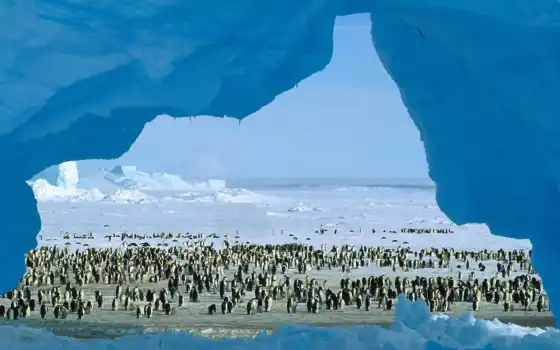 антарктида, пингвин, антарктида