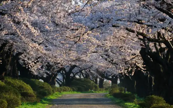 цветы, вишня, весна, японки, сезон, цветы, знания, сад,