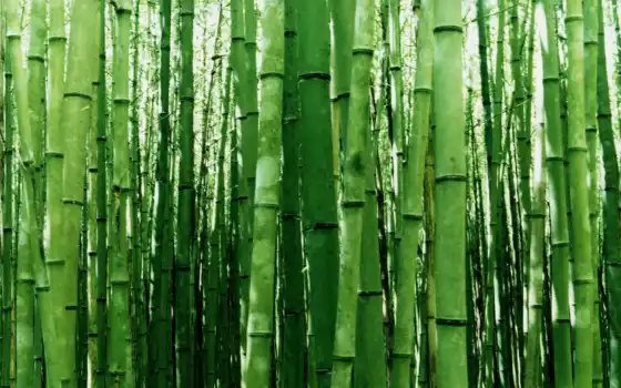 бамбук, деревянный, сливочный, обл., больше, нужно, лес, экономит,