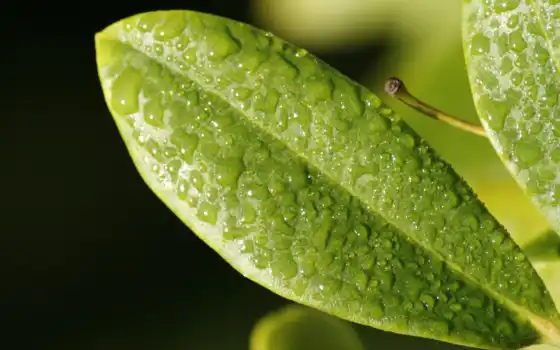 leaf, drop, роса, природа