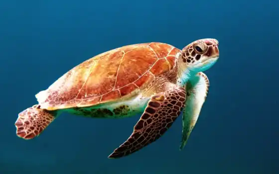 черепаха, marine, когда, средний, злой, pour, череп, приложение, ocean, priplyt