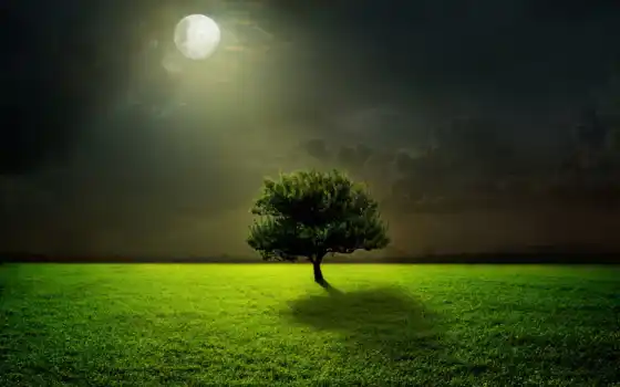 дерево, природа, свет, луна, трава, ночь, под, зелёный, 