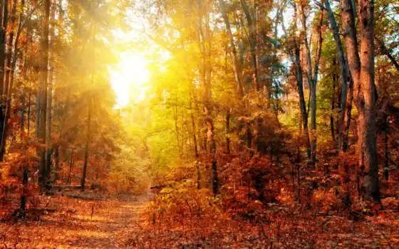 automne, panoramique, природа, лес