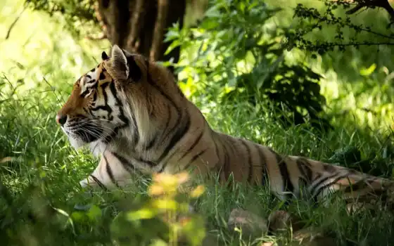 тигр, хищник, морда, трава, лес, 