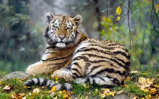 тигр, листва, природа, осень, морда, взгляд,