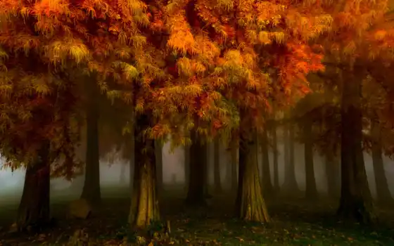 осень, кастрюль, день, фон, лес, парк, пейзаж, фор