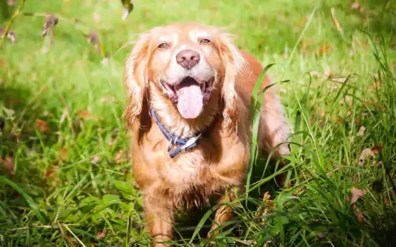 обои на рабочий стол, красивые картинки, картинки для ipad, обои для android