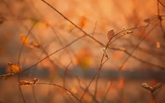 осень, макро, утро, свет, листва, ветки, 