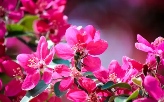 весна, розовый, цветок, цветок, цветок, цветок, кисть, живое ли,