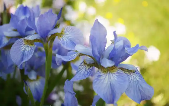 iris, makryi, съемка, синее, сбоку, весна, baushka