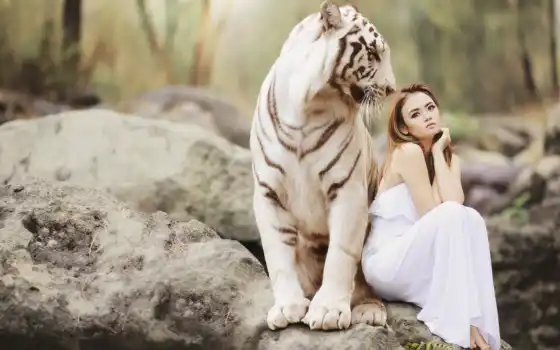 тигр, white, девушка