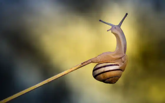 snail, улитки, красивая, маленькая, макро, 