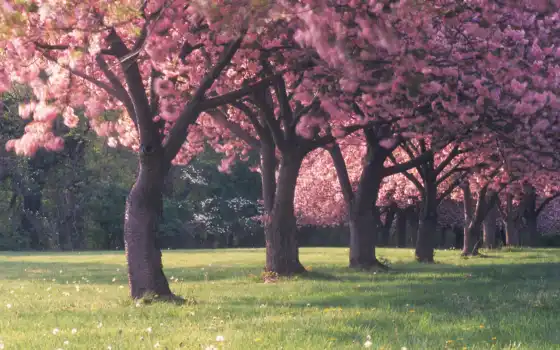 вишневый, лепестковый, цветок, лес