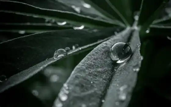 drop, leaf, water