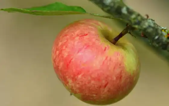 apple, plod, branch