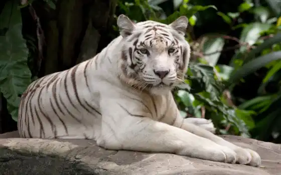 тигр, white