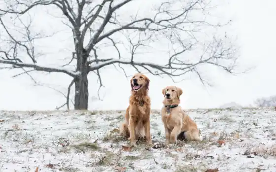 собаки, две, снегу, овчарка, собак, снег, год, гороскоп, 