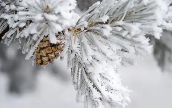 pine, branch, cone, winter, снег, иней, протеин