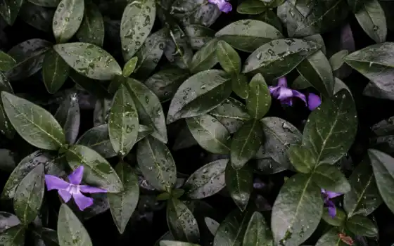 tibouchina