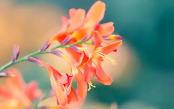 цветы, растение, природа, оранжевый, лепесток, розовый, лепестки, телефон