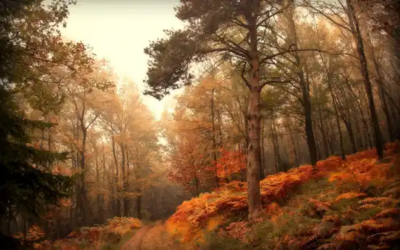 осень, лес, природа, дорога, 