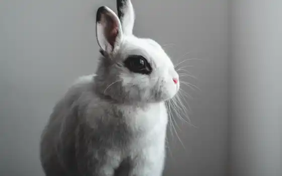 кролик, oir, white, bunny, name, заяц