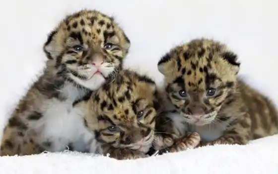 леопард, детеныши, кот, 