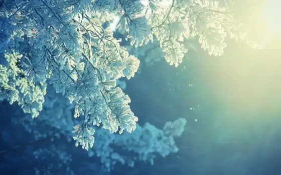 makryi, снег, winter, осень, лягушка, branch, красивый, холод, konechno