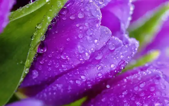 цветы, фиолетовый, тлпан, весна, капля, вода, pxfuelpage, мобильный, фон