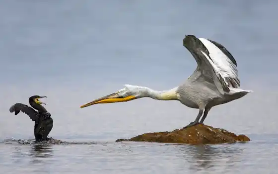 pelican, пололо, изображения, фото, дальматиан, марко, юмор, гиды,
