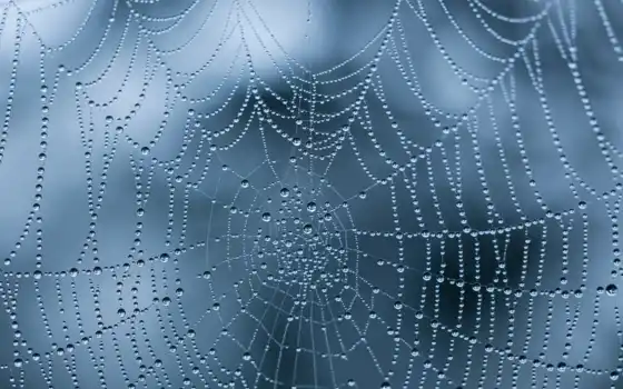 spiderweb, water, природа, роса, drop, wet