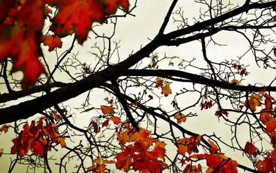 осень, дерево, фотообои, листопад, landscape, оранжевый, природа, лес, красивый
