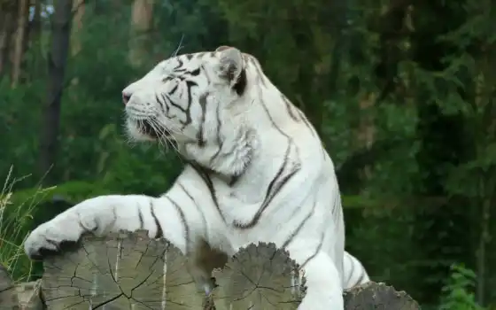тигр, animal