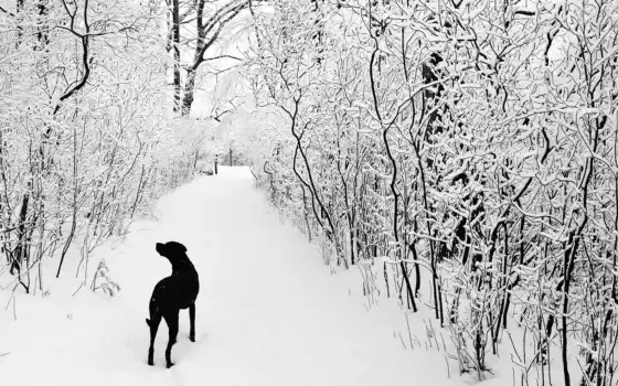 черный, белый, собака, снег, зима, прогулка