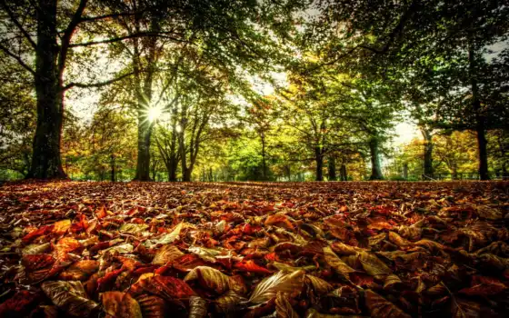 солнце, деревья, ветки, осень, лес, листья, свет, листва, 