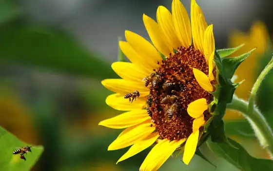 пчелы, подсолнух, опыление, макро, пчелка, лепестки, насекомые, цветы, 