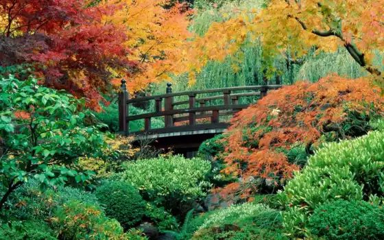 сад, японки, мосты, сады, успевают, цветы, виктор,