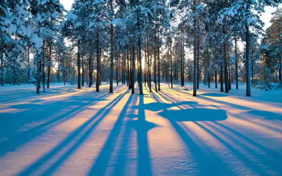 зима, лес, лес, золото, загадка, фото, замораживание, рассвет, фон