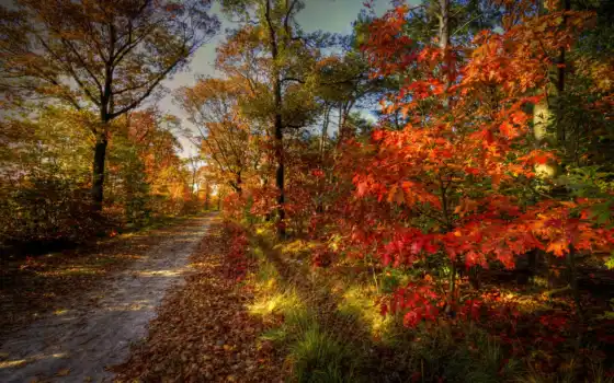 осень, природа, пейзаж, деревья, дорога, лес, небо, 