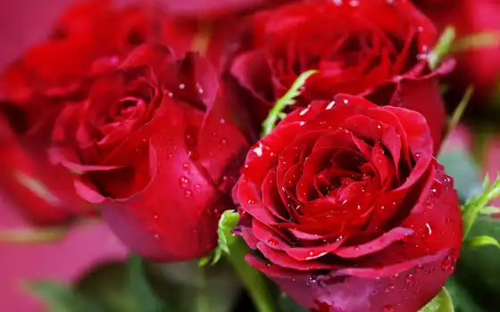 роза, красное, букет, фон, цветы, красивый, розовый