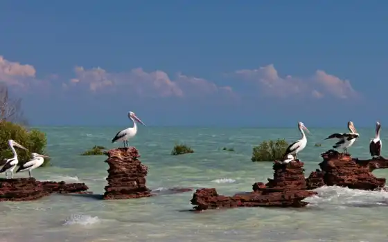 pelican, птица, petroil