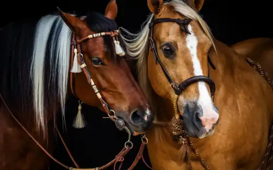 лошади, лошадь, pair, высокого, качества, жгут, две, лошадей, кони, 