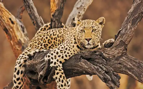 африкан, леопард
