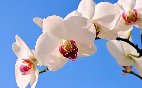 орхидея, фон, ветка, белый, синий