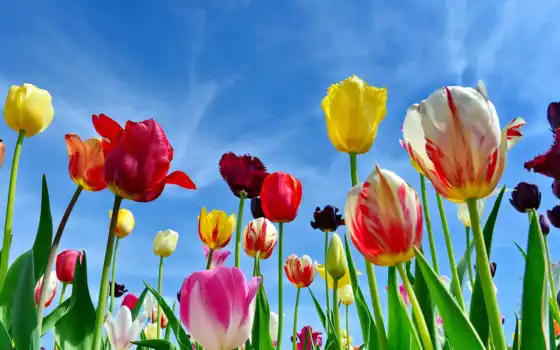 тюльпан, цветы, весна