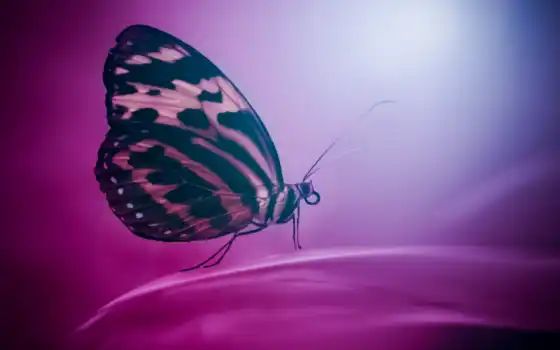 бабочка, насекомое, крыло, мотылек, фиолетовый