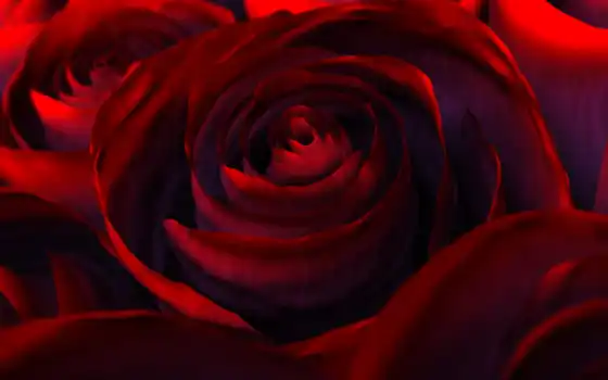 обои, красные, роза, красная, красная, природа, цветок, коллекция, цветы, друзья, www, сломы, природа,
