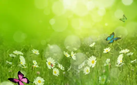 весна, фоны, запас, фон, трава, с, весенние, эк, фото, бабочки, зеленый, цвет, свинца, см,