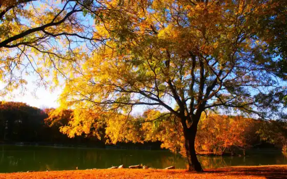 картинка, природа, года, времена, дерево, деревя, осень, 